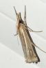 Ancylolomia tentaculella